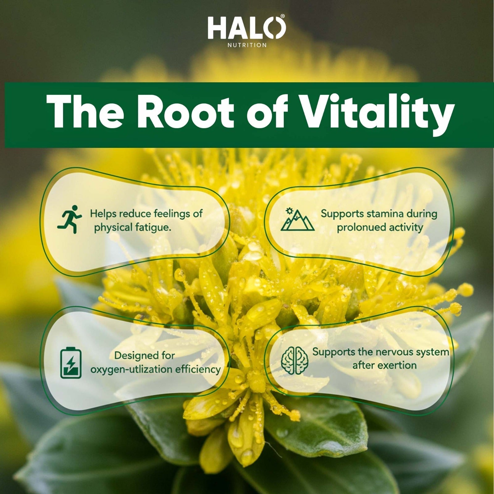 Halo Nutrition - RHODIOLA